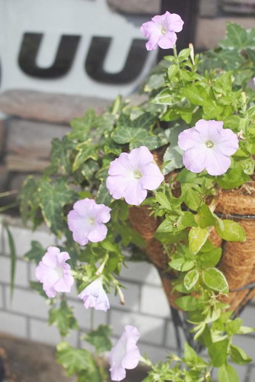 ペチュニアの花