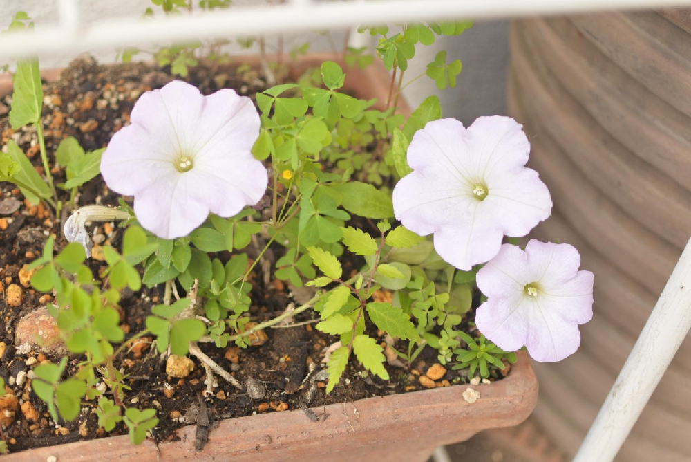 たった一つの大切な命