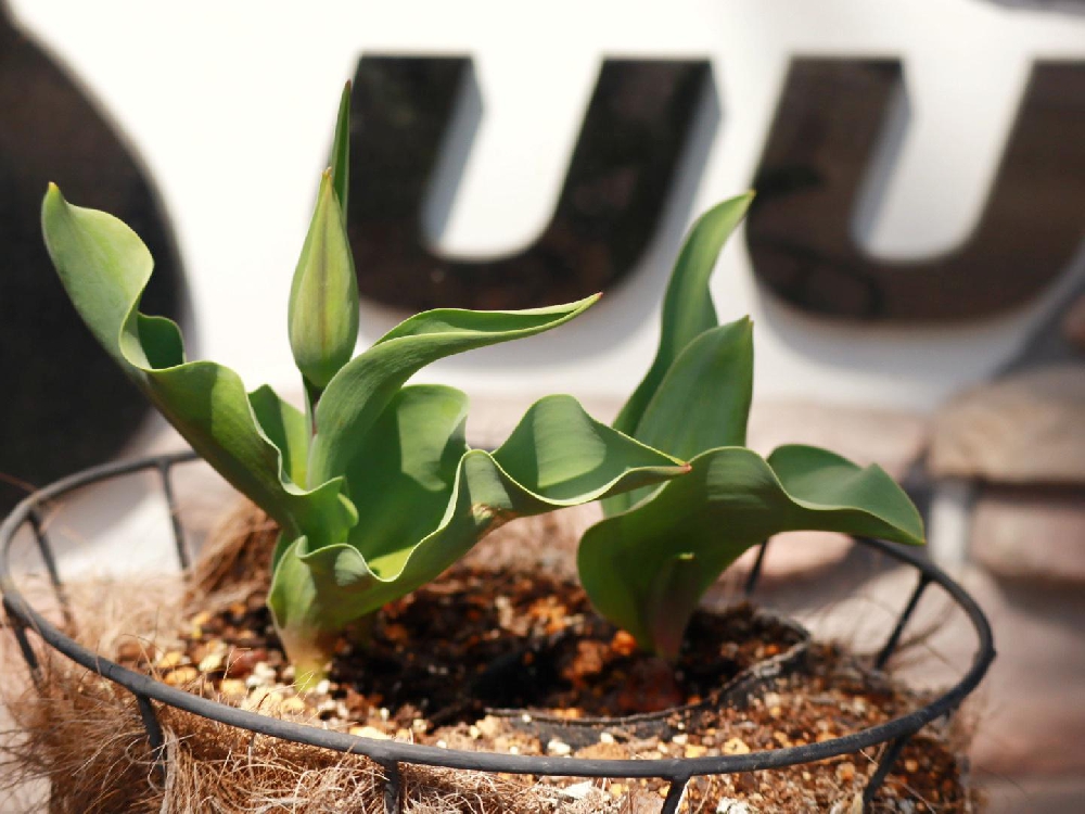 チューリップの花言葉