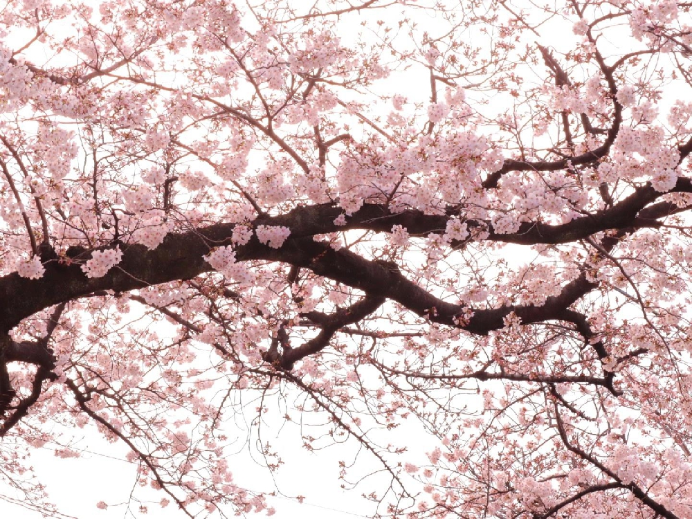 だから生きててね～僕が感じる3.11からのメッセージ～