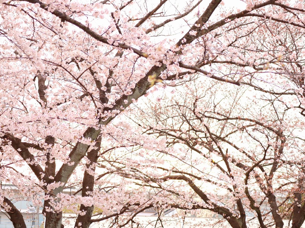 春が来ましたね🎵 新しい元号が決まる前に想う事