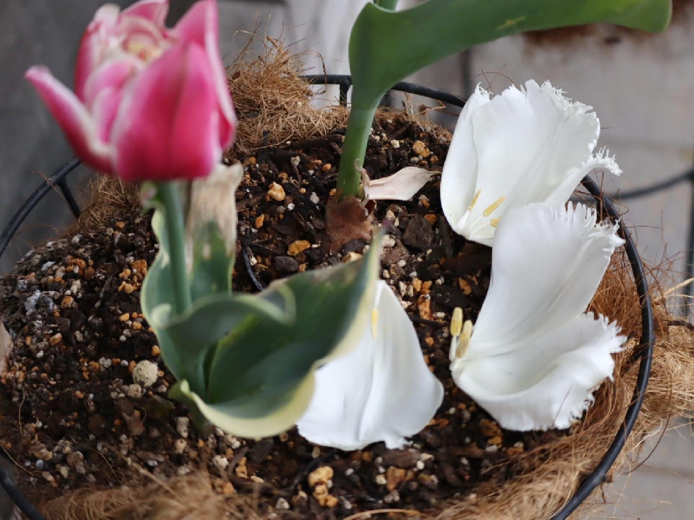 事件です！   チューリップ観察日記