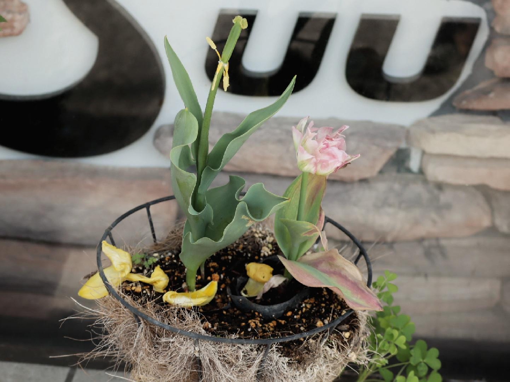 チューリップ観察日記④