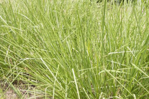 アロマテラピーの試験受けてきました♫