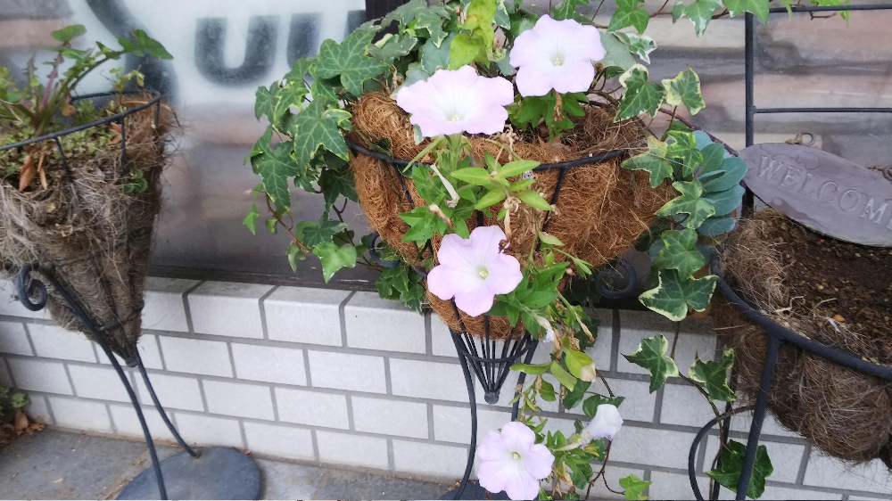 花言葉をありがとう♪