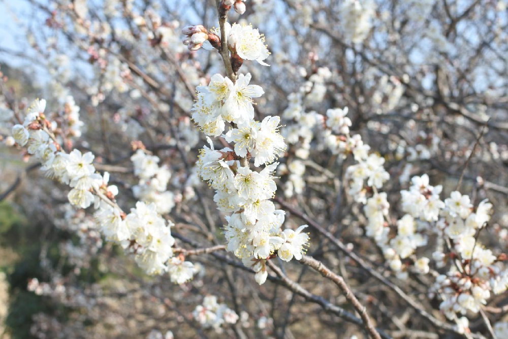 春を探しに行こう♪