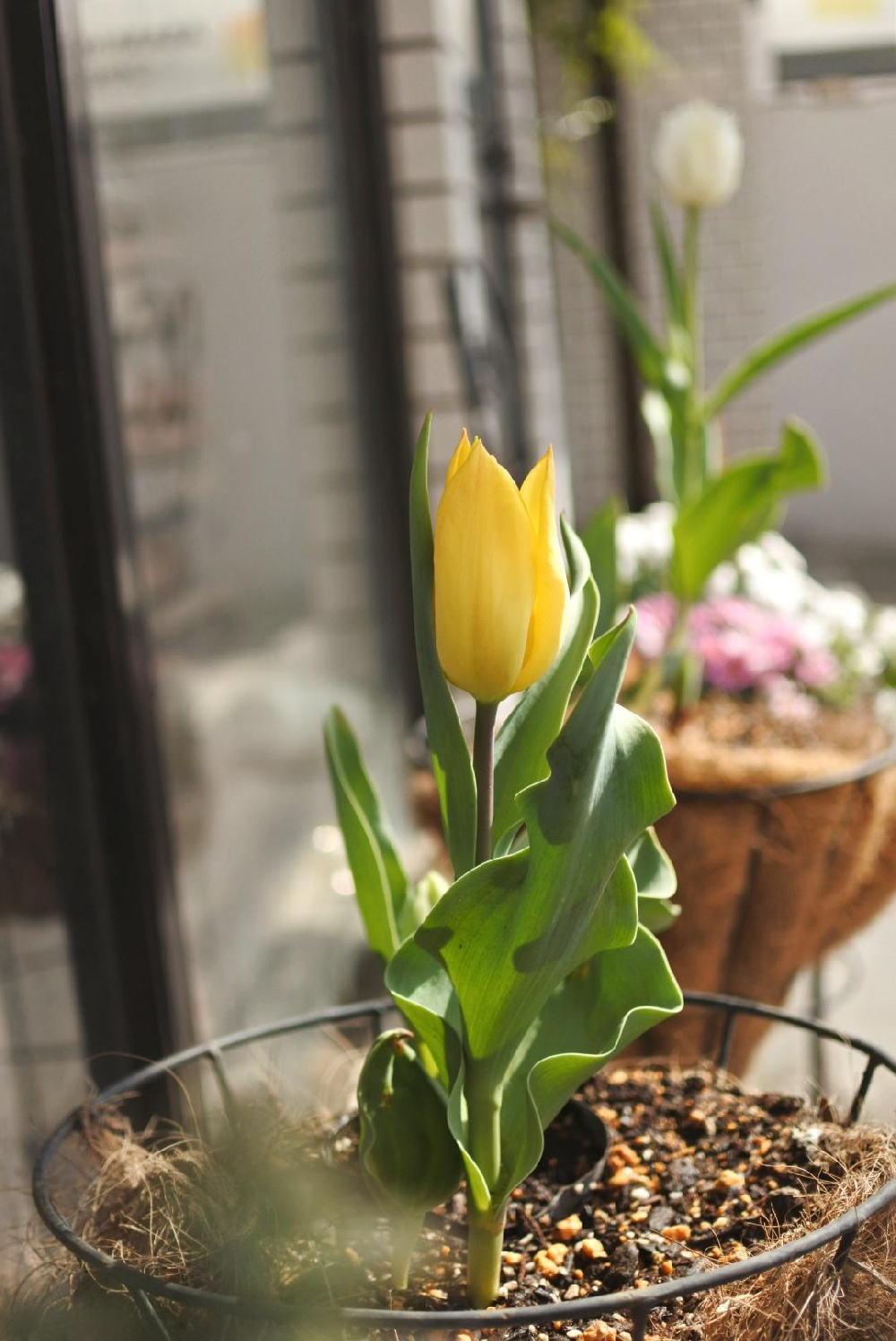 「望みのない恋」と「失われた愛」 チューリップ観察日記🌷