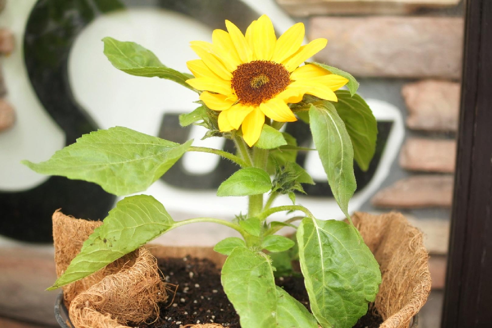 スウのお花を植え替えました♪