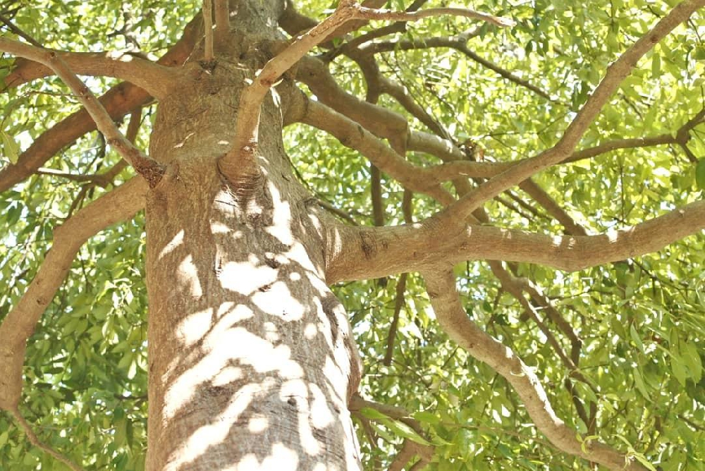 アーユルヴェーダと自然を観るという事。自分の体のエビデンスは自分で取ればいいという考え方