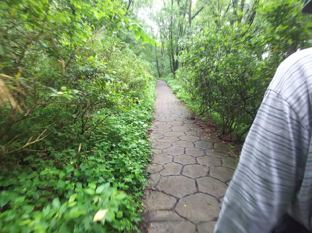 さつきとつつじの違いと自分の名前について