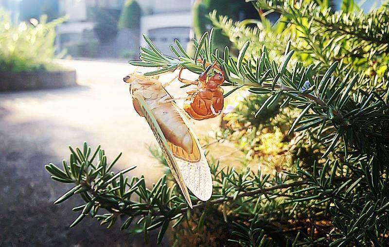 満月の前の朝の神秘