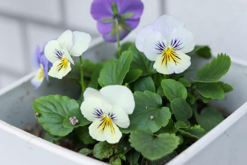 スウの新しいお花たち♪