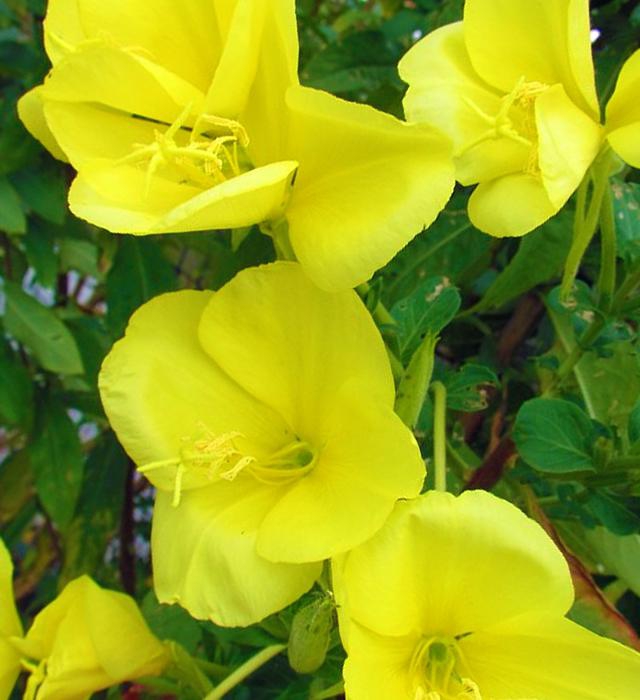 花は「耳」を持っている！？